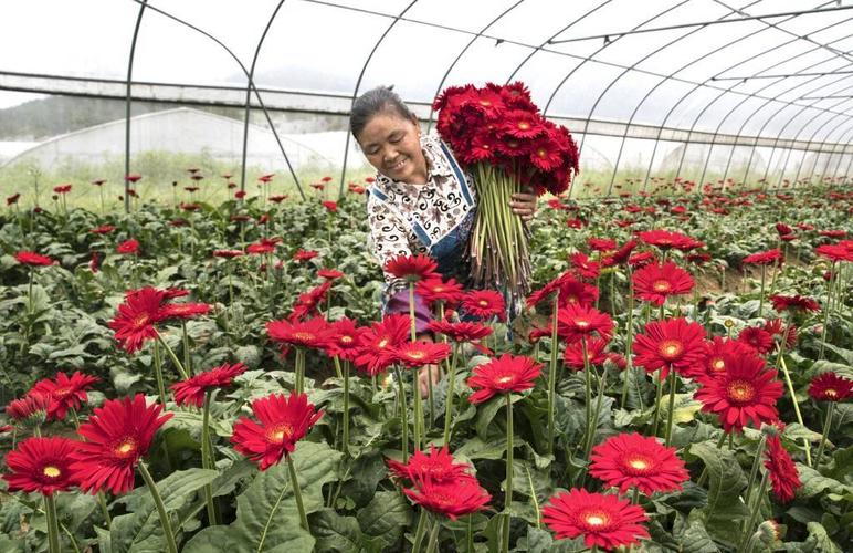 2021年8月19日,村民在贵州省黔西市洪水镇长堰社区花卉种植基地采摘
