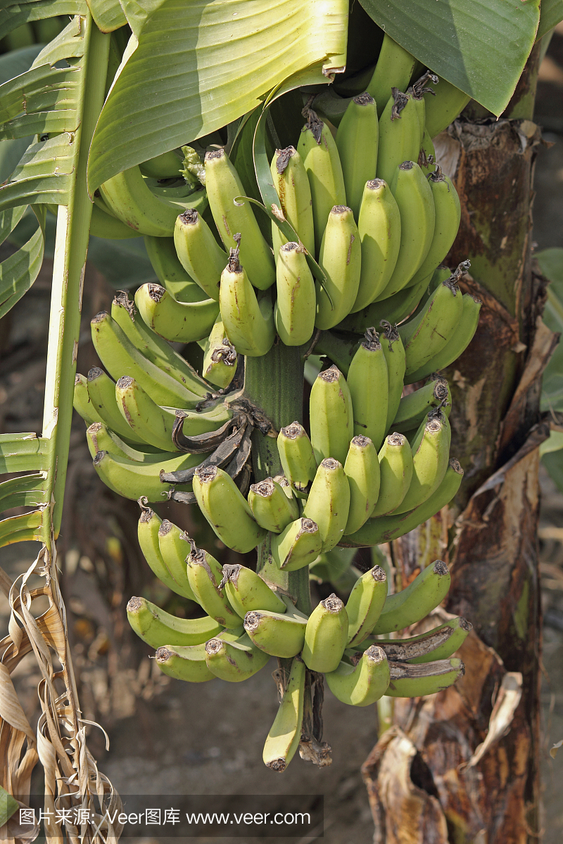 绿香蕉,香蕉,Musa X Paradisiaca L,印度