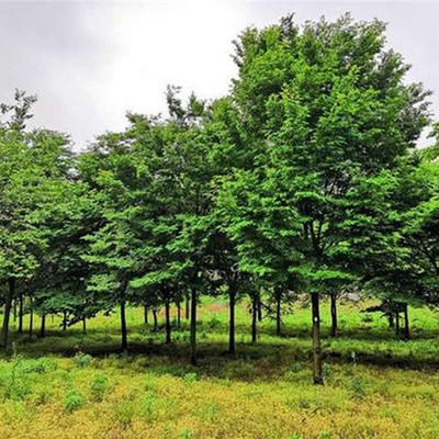 25公分红榉树价格-榉树价格-美之枫苗木园林绿化(查看)